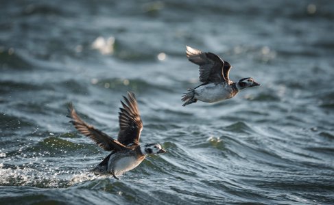 wta_620_DSC06882 Hen Long Tailed Ducks