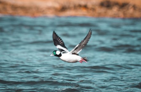 wta_620_DSC06971-3 Bufflehead