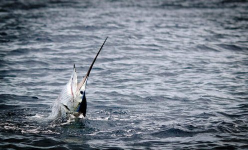 wta_625_D976E2_182_Fishing(13)