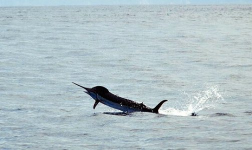 wta_625_GG5OL7_182_Fishing(16)