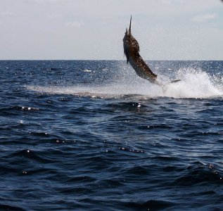 wta_625_MLZWBQ_182_Fishing(12)
