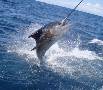 wta_625_X4VTII_182_Fishing(8)