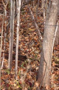 wta_627_AKMSJM_BirdHunting008(1)