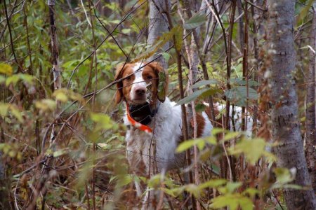 wta_627_DIL5HH_BirdHunting011(1)