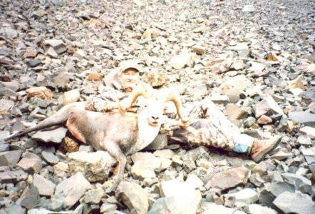wta_688_SU9RKP_217_StoneSheep(3)