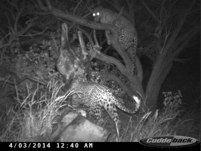 wta_699_KS0RFC_leopard7