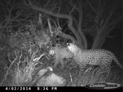 wta_699_PZ8SD0_leopard8