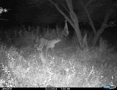 wta_699_RM1YDZ_leopard6