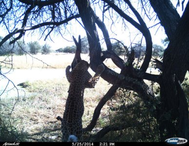 wta_699_VHVRX3_leopard3