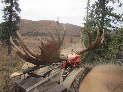 wta_702_G6LUAI_079_Moose(30)