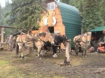 wta_702_P3G46H_079_Moose(49)