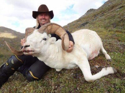 wta_712_JDVQDO_ColoradoBuckdallsheep
