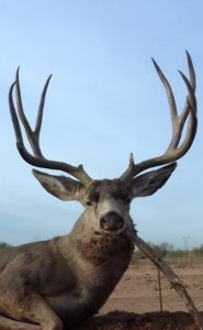wta_726_mx deer 1