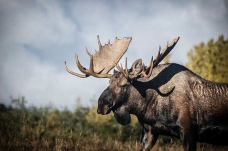 wta_739_P2SPSQ_06-Moose(4)