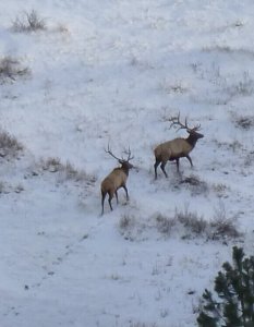 wta_772_WWLHTE_174_Elk(1)