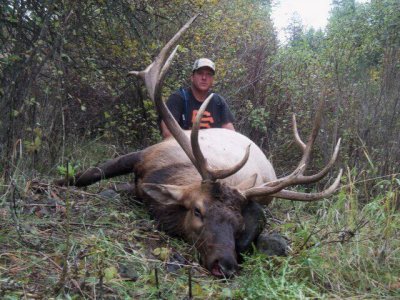 wta_772_YK3DYU_174_Elk(4)