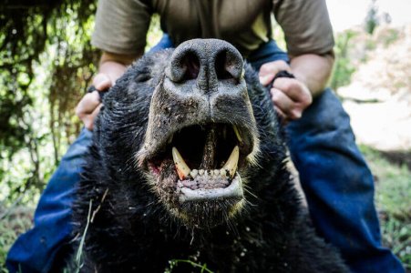 wta_775_WOVVTS_174Bear(4)