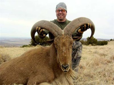 wta_795_0HCP2P_078-aoudad-35