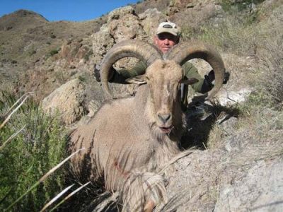 wta_795_0U13EZ_078-aoudad-15