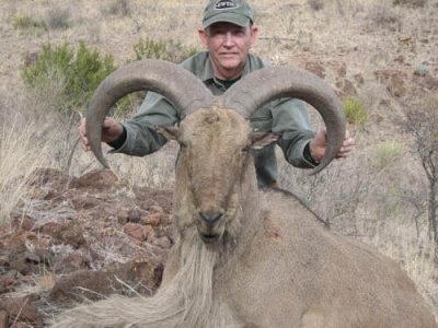 wta_795_4279QN_078-aoudad-40