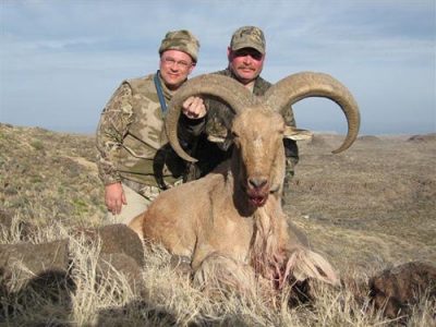 wta_795_4TGXJY_078-aoudad-9