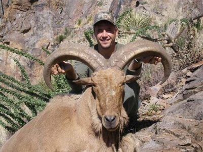 wta_795_5WNCT8_078-aoudad-34