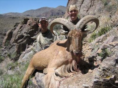 wta_795_62D6G3_078-aoudad-13