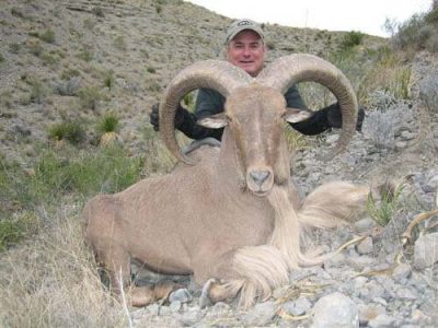 wta_795_68I6JZ_078-aoudad-19