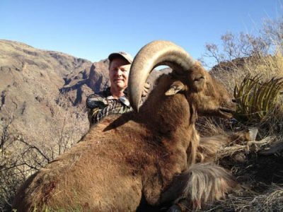 wta_795_711QCH_078-aoudad-39