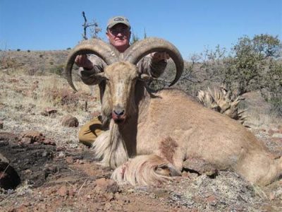 wta_795_84IPEJ_078-aoudad-16