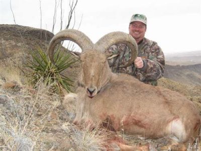 wta_795_96JAHX_078-aoudad-11