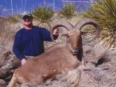 wta_795_AV31PF_078-aoudad-8
