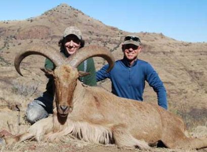 wta_795_CNBSHA_078-aoudad-37