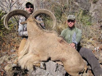 wta_795_HR524C_078-aoudad-25