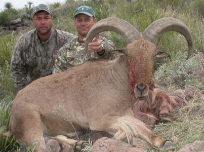wta_795_I23KLQ_078-aoudad-6