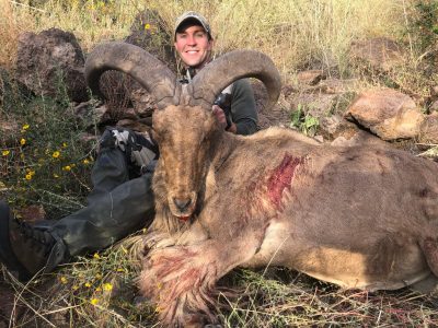 wta_795_James Glosson Aoudad