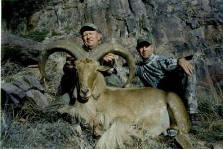 wta_795_L0ENTW_078-aoudad-1