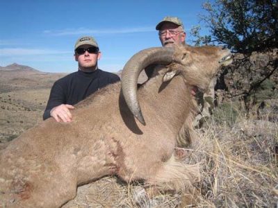 wta_795_L8UG1P_078-aoudad-20