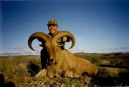 wta_795_LKAND3_078-aoudad-2