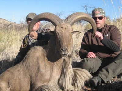 wta_795_MTVCZF_078-aoudad-31