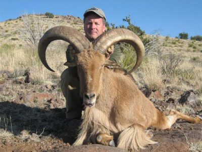 wta_795_SW7OVH_078-aoudad-29