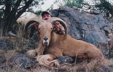wta_795_UZCRAR_078-aoudad-3