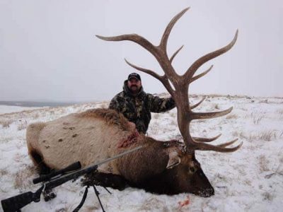 wta_796_DVE2FM_043_elk-60
