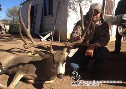 wta_79_99F7UN_Sonora_05MuleDeer(23)