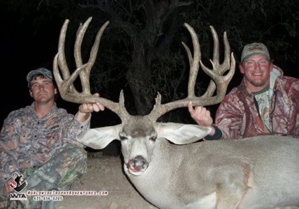 wta_79__featured_DS3VKQ_Sonora_05MuleDeer(16)