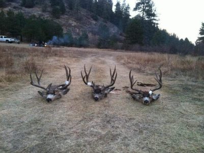 wta_800_1VQETN_DAMuleDeer8