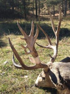 wta_800_D1QNYC_DAMuleDeer11