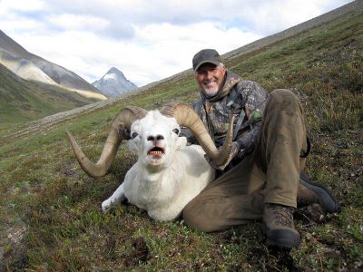 wta_827_382MVV_sheep10