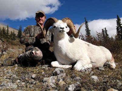 wta_827_ZCOXM6_sheep2