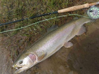 wta_863_PXBLN1_fish-3